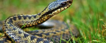 serpenti giardino